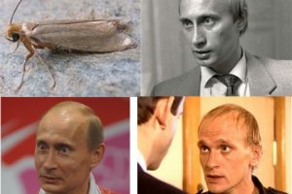 Кракен как попасть